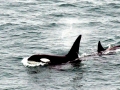 Killer Whale