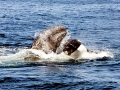 Killer Whale