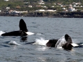 Killer Whale