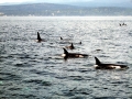 Killer Whale