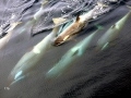 Killer Whale