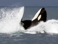 Killer Whale