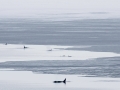 Killer Whale