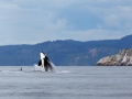Killer Whale