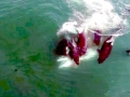Killer Whale