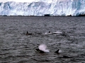 Killer Whale
