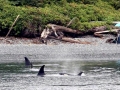 Killer Whale