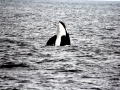 Killer Whale
