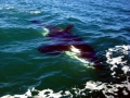 Killer Whale