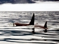 Killer Whale