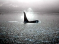 Killer Whale