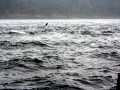 Killer Whale