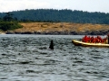 Killer Whale