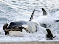Killer Whale
