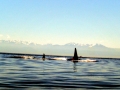 Killer Whale