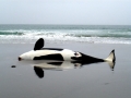 Killer Whale