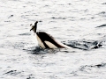 Killer Whale
