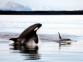Killer Whale