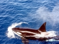 Killer Whale
