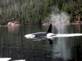 Killer Whale