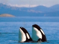 Killer Whale