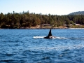 Killer Whale