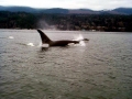 Killer Whale