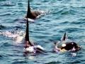 Killer Whale