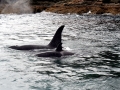 Killer Whale