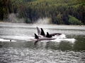 Killer Whale