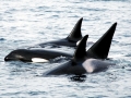 Killer Whale