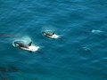 Killer Whale