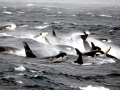 Killer Whale