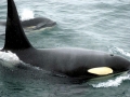Killer Whale