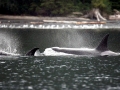 Killer Whale