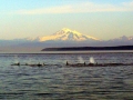 Killer Whale