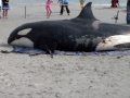 Killer Whale