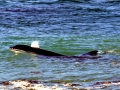 Killer Whale