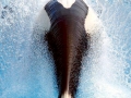 Killer Whale