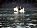 Killer Whale