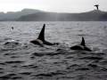 Killer Whale