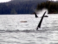 Killer Whale