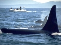 Killer Whale