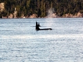 Killer Whale