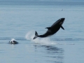 Killer Whale