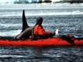 Killer Whale