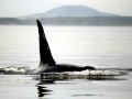 Killer Whale