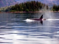 Killer Whale