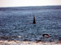 Killer Whale