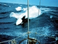 Killer Whale
